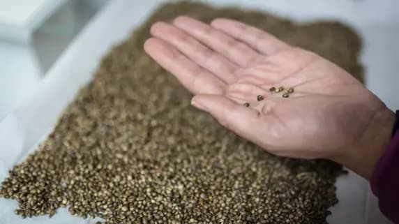Feminisierte Cannabis Samen für höchste Ansprüche - Gorilla bietet Auswahl