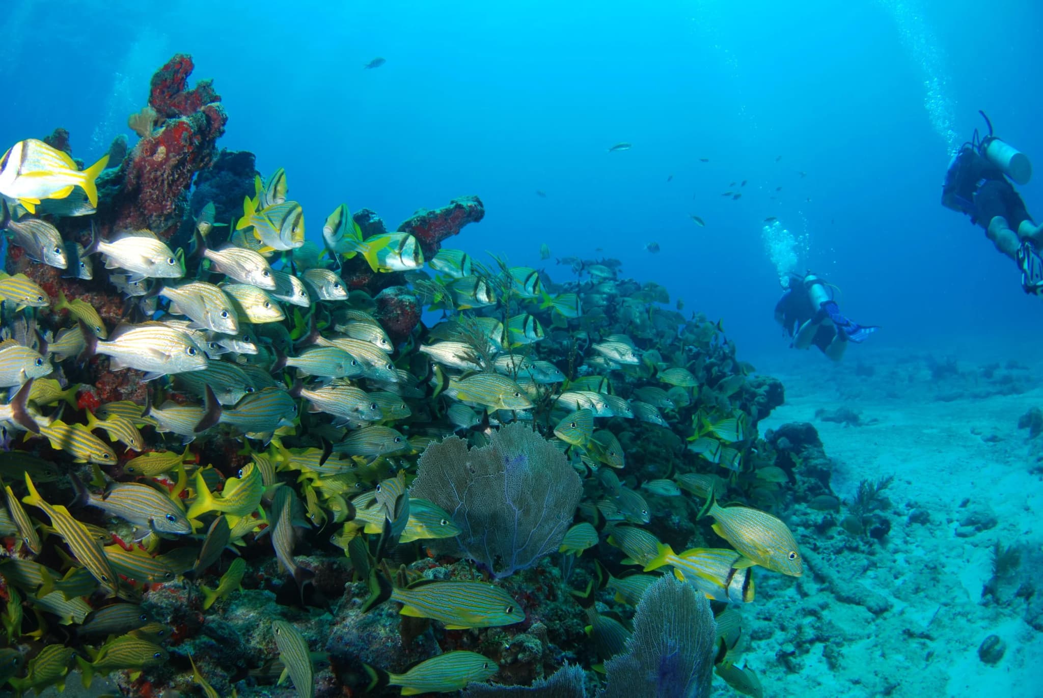 Dive Center Mexiko: Perfekte Tauchkurse für Anfänger und Profis