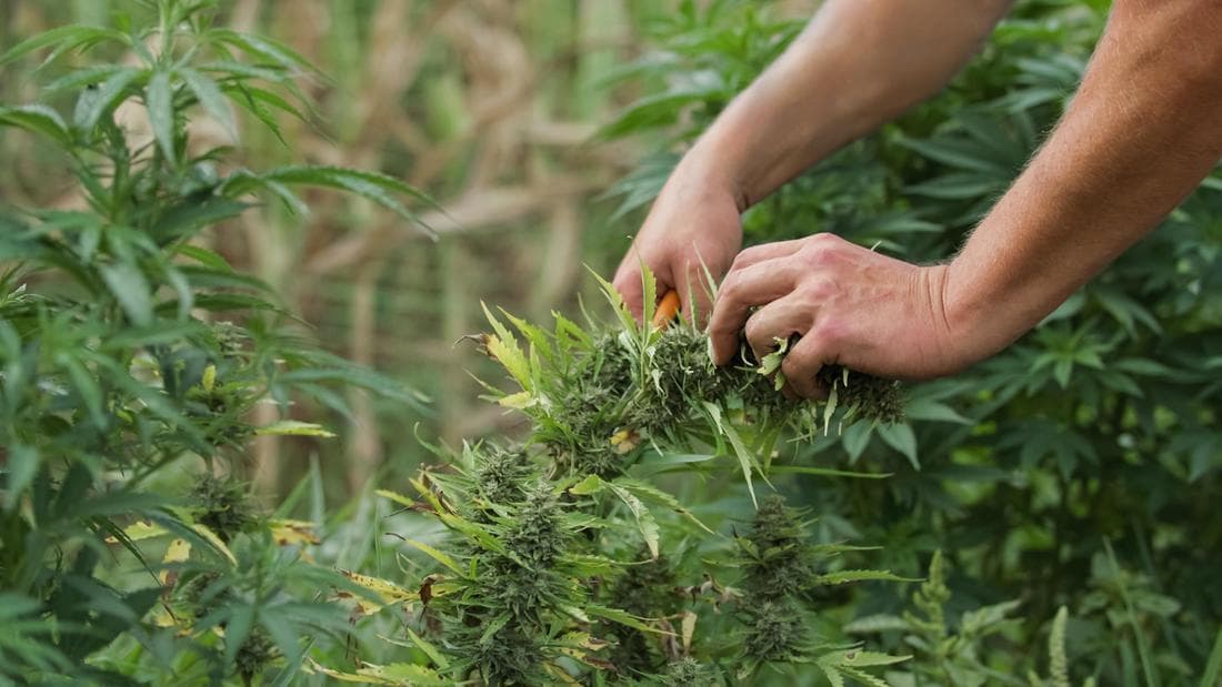 Die spirituellen Aspekte des Cannabis Samen Konsums