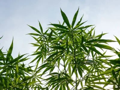 Cannapot: Dein Onlineshop für feminisiertes Weed