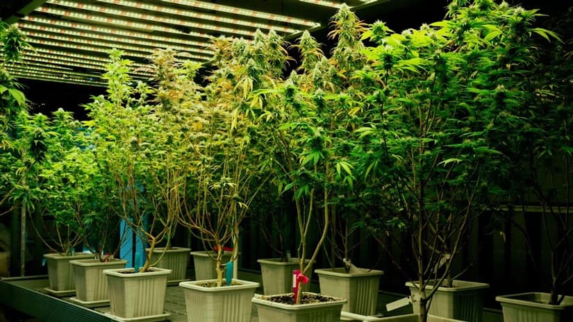 Cannabis Samen und Glaukom: Fakt oder Fiktion?