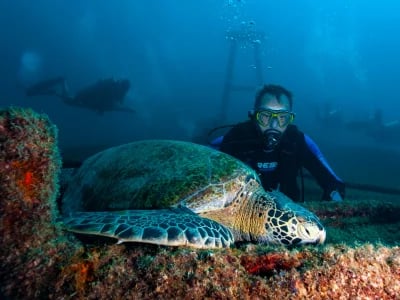 Dive Center Mexiko: Perfekte Tauchkurse für Anfänger und Profis