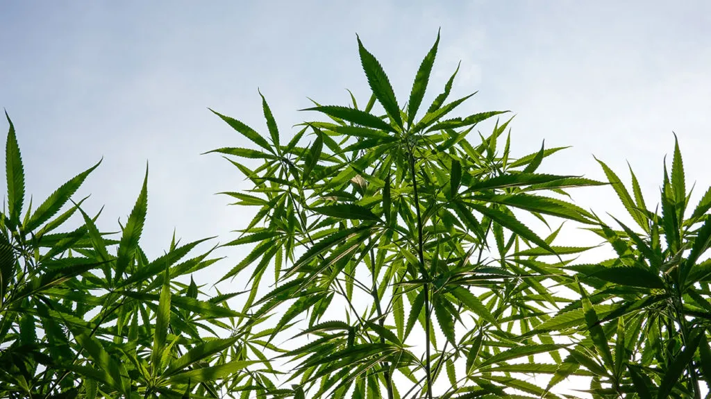 Cannapot: Dein Onlineshop für feminisiertes Weed