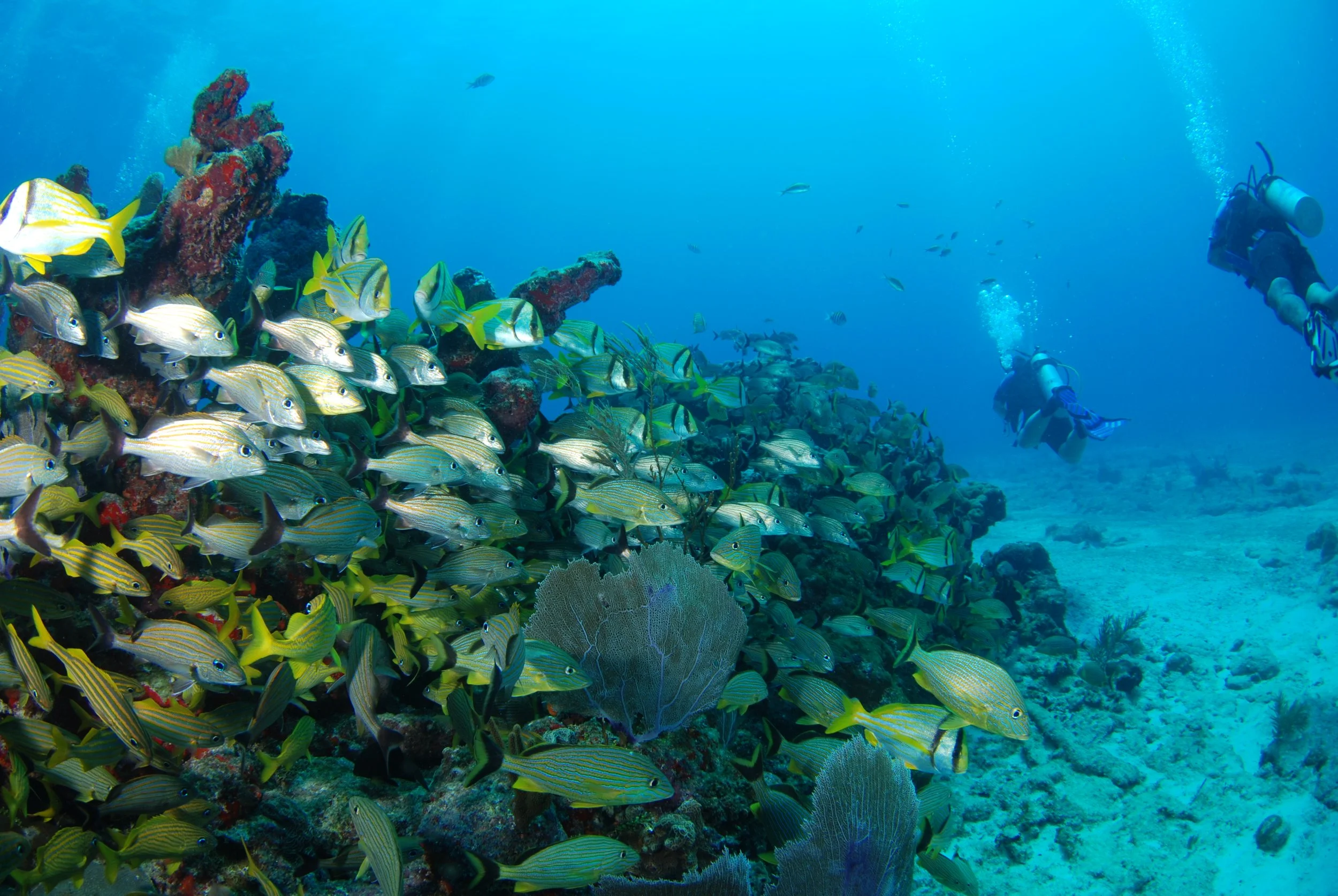 Dive Center Mexiko: Perfekte Tauchkurse für Anfänger und Profis